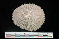 藏品(小笠原笠螺)的圖片